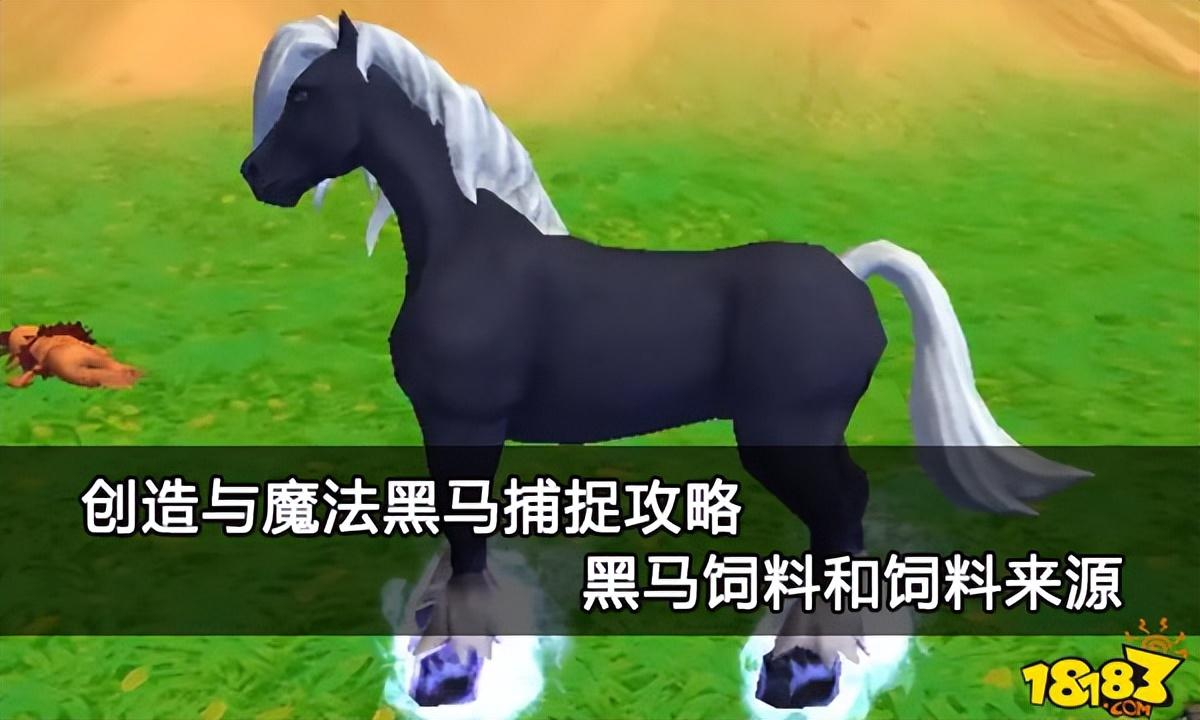 创造与魔法饲料大全（创造与魔法黑马饲料怎么做）