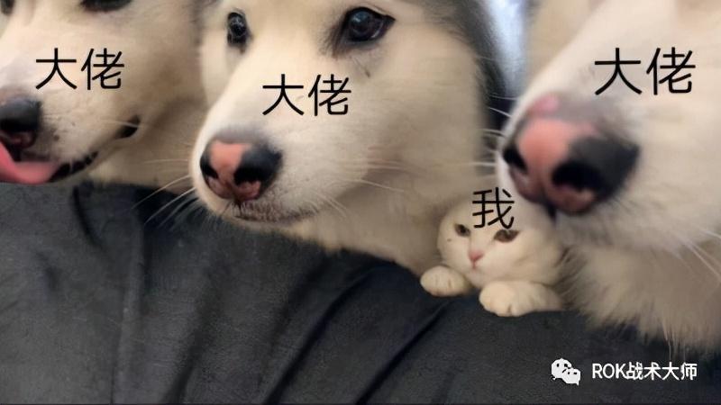 万国觉醒萨拉丁值得培养吗（万国觉醒贫民新手玩家武将培养推荐）